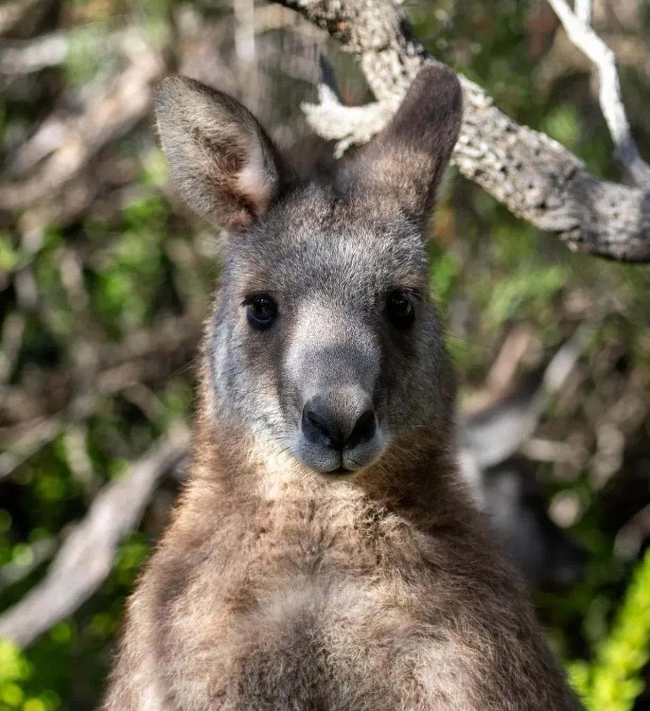 Eastern Grey Kangaroos