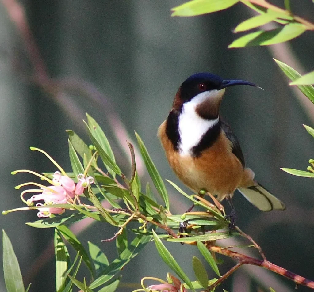 Eastern Spinebill