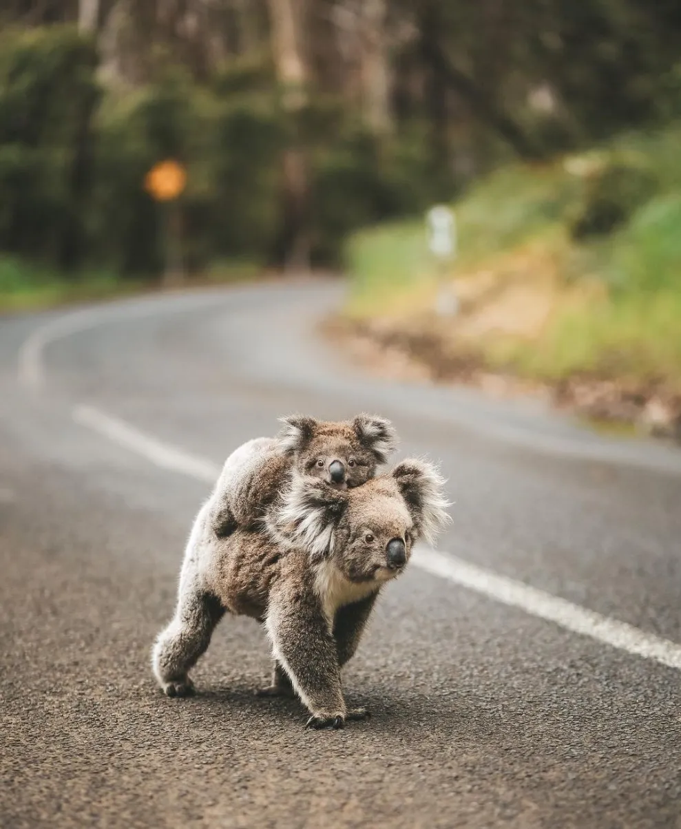 Exploring the Great Otway National Park
