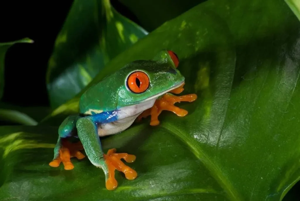 Green Leaf Tree Frog