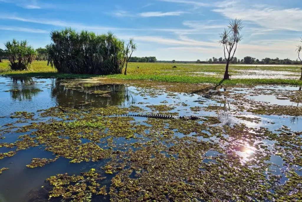 Yellow Water Billabong